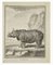 Jean Charles Baquoy, Le Rhinoceros, Etching, 1771 1