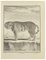 Jean Charles Baquoy, Le Tigre, Acquaforte, 1771, Immagine 1
