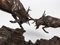 Escultura de lucha de ciervo en bronce, Imagen 4