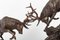 Deer Fight Sculpture in Bronze 7