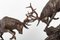 Sculpture Deer Fight en Bronze 7