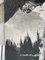 Arbre noir et blanc, années 1960, grand Impression photo 21
