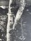 Árbol en blanco y negro, años 60, grande Lámina fotográfica, Imagen 27