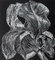 Marta Bozyk, Iris Aphilla Flower, 2017, Linocut 3