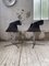Office Armchairs from Knoll Inc. / Knoll International, 1960s, Set of 2 32