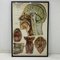 Tableau Anatomique Frohse, États-Unis, 1947 3