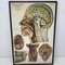 American Frohse Anatomical Chart, 1947, Image 4