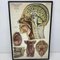 Tableau Anatomique Frohse, États-Unis, 1947 4
