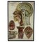 American Frohse Anatomical Chart, 1947 1