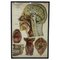 Tableau Anatomique Frohse, États-Unis, 1947 1