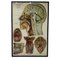 American Frohse Anatomical Chart, 1947, Image 9