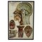 Amerikanisches Frohse Anatomisches Diagramm, 1947 9