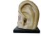 Vintage Anatomical Model of the Ear, 1935, Immagine 3