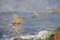 Amedeo Merello, Marine Landscape, 1960s, Oil on Canvas, Framed, Image 4