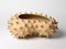 Large Spiked Bowl by Julie Bergeron, Image 2