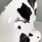 Moderne italienische Schwarzweiße Keramik Harlekin Dogge Dog Skulptur, 1980er 15