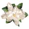 Flower Magnolia 200 Teppich von Illulian 1