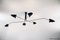 Spider 7 Still Arms Ceiling Lamp by Serge Mouille 6