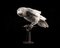 Escultura de cuervo de plumas de papel Velum vintage en vitrina a medida, Imagen 2