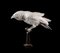 Escultura de cuervo de plumas de papel Velum vintage en vitrina a medida, Imagen 1
