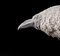 Escultura de cuervo de plumas de papel Velum vintage en vitrina a medida, Imagen 8