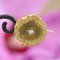 Französische Kragenbrosche mit Perlen und 18 Karat Gelbgold, 20. Jahrhundert 6