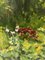 Boris Lavrenko, Tulipani da giardino e fiori rossi, Dipinto a olio, anni '90, Immagine 4