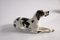 Ceramic Dog Figurine from Lomonosov 4