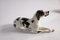 Ceramic Dog Figurine from Lomonosov, Image 4