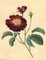 Fiore di rosa in radica bordeaux, fine XIX secolo, acquerello, Immagine 1