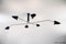 Lámpara de techo con seis brazos giratorios en blanco y negro de Serge Mouille, Imagen 4