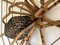 Vintage Rattan Spider Sculpture, 1970s 7