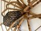 Vintage Rattan Spider Sculpture, 1970s, Image 7