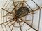 Vintage Rattan Spider Sculpture, 1970s 3