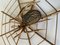 Vintage Rattan Spider Sculpture, 1970s, Image 3