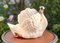 Maceta de cisne de mayólica al estilo de Imperiale Nimy, Bélgica, década de 1900, Imagen 2