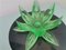Green Acrylic Water Lily or Lotus Flower Night Light Lamp, Eastern Europe, 1972 3
