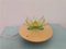 Green Acrylic Water Lily Night Light Lamp, Eastern Europe, 1970s 1