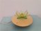 Green Acrylic Water Lily Night Light Lamp, Eastern Europe, 1970s, Image 1