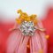 Belle Epoque 18 Karat Yellow and White Gold Flower Ring with Rose-Cut Diamonds, 1920s, Image 3