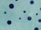 Vide-poches o platos decorativos de loza de Albisola, años 50. Juego de 4, Imagen 9