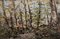 Ezelino Briante, Nel bosco, óleo sobre cartón, enmarcado, Imagen 2