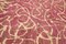 Large Pink Overdyed Area Rug 20
