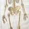 Póster escolar Esqueleto de anatomía, años 50, Imagen 4
