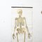Affiche Scolaire Skeleton Anatomy, 1950s 3