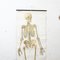 School Poster Skeleton Anatomy, 1950s 3