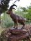 Swiss Black Forest Ibex Sculpture, 1920s, Wood 9