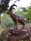 Swiss Black Forest Ibex Sculpture, 1920s, Wood, Image 9