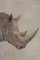 French Artist, Rhinoceros, 20th Century, Canvas Painting 2