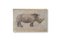French Artist, Rhinoceros, 20th Century, Canvas Painting 1
